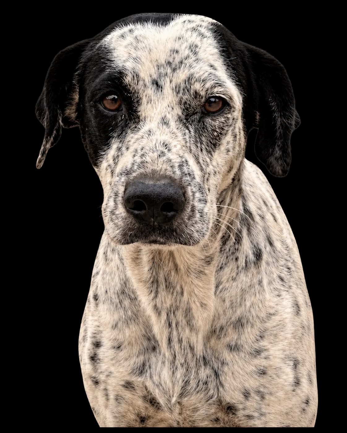 Rocco, perrito del merendero ACTIVEMOS
