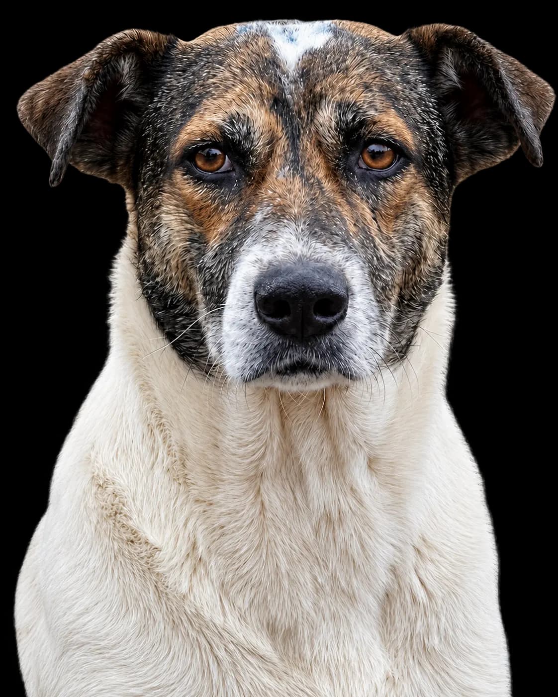 Beto, perrito del merendero ACTIVEMOS