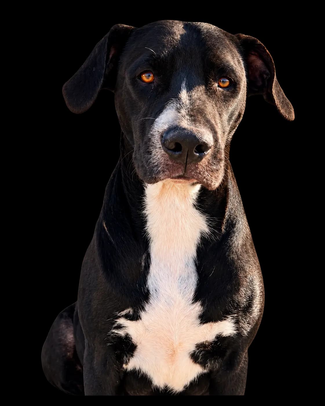 La Gorda, perrita del merendero ACTIVEMOS